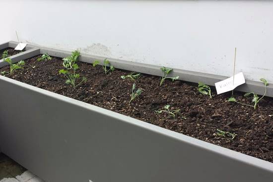 “Taste of Mesa” Event Will Feature Celebrity Chefs and Locally Sourced Food – Literally