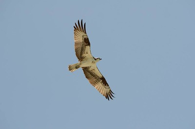 An osprey flying with wings spread.